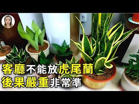 佛手虎尾蘭風水|【虎尾蘭風水】虎尾蘭風水：解厄化煞、招財興運擺放。